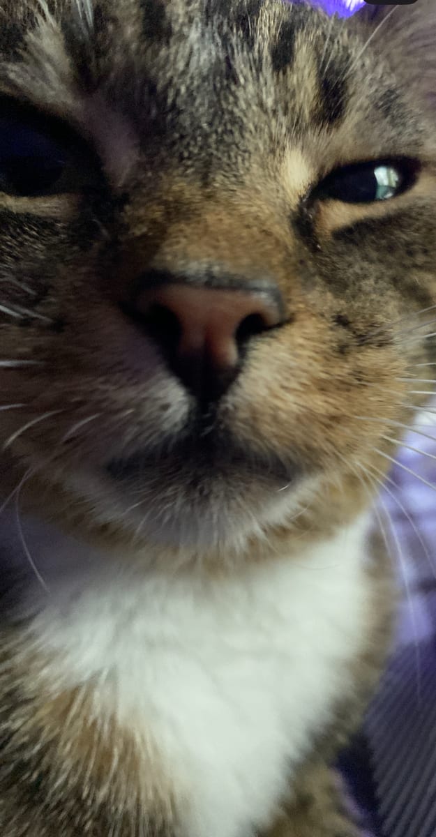 A tabby cat looking up at the camera