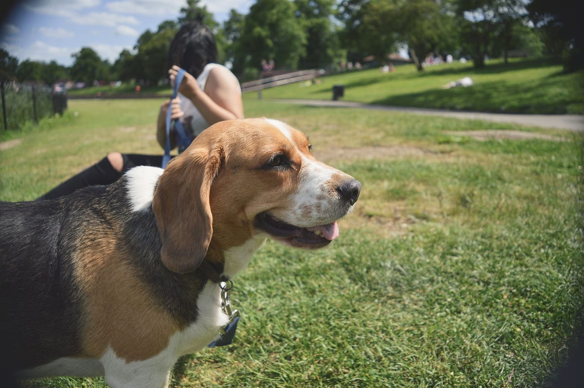 A beagle sitting on the grass in a park