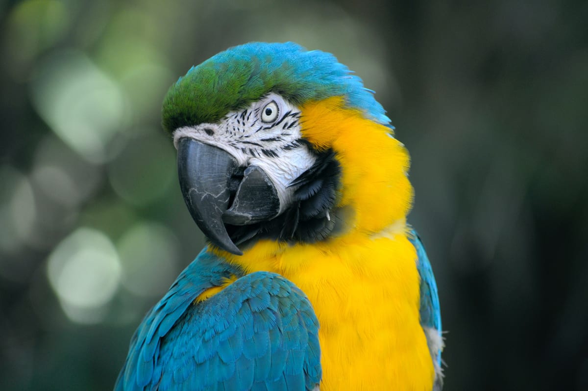 A blue and gold macaw