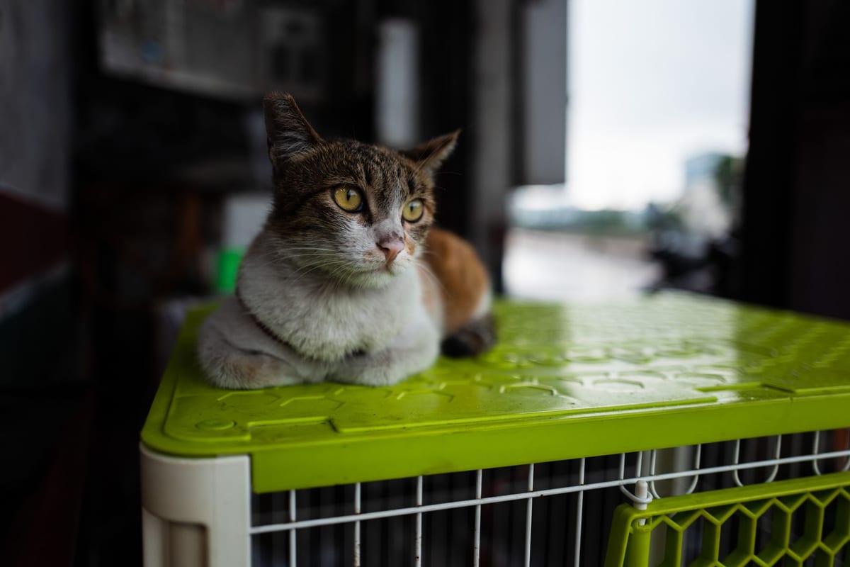 A tabby and white cat resting on top of a kennel