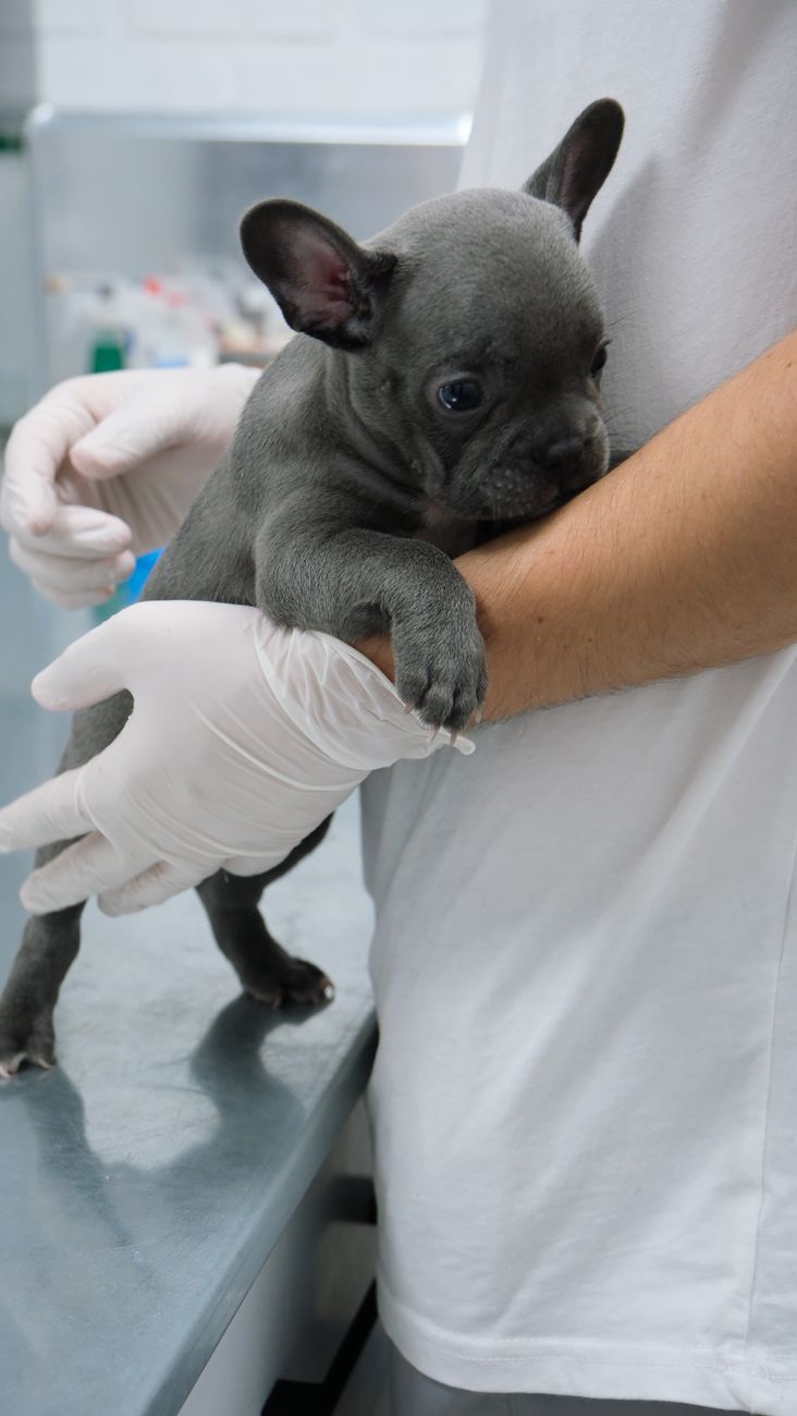 A French bulldog puppy held on the exam table by gloved hands