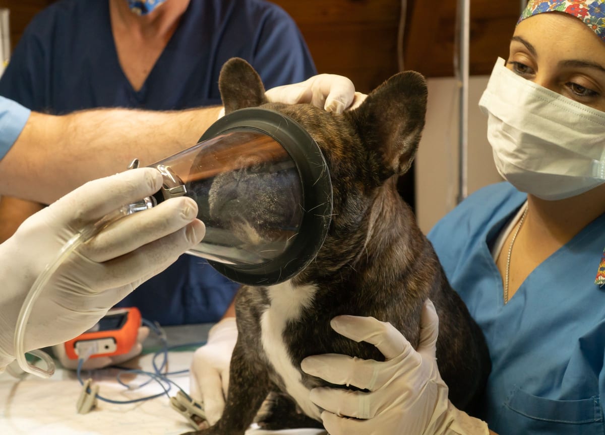 A dog being prepared for anaesthesia with a mask, steadied by the surgical team