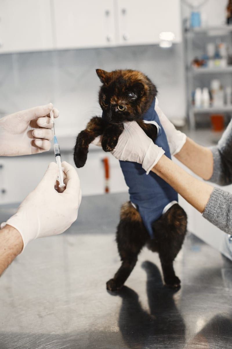 A kitten on the exam table as a gloved hand readies a syringe
